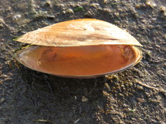 Anodontites trapesialis