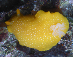 Doriopsilla albopunctata