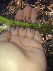 Smilax tamnoides