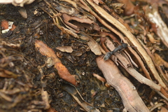 Platythyrea punctata