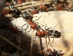 Formica propinqua