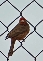 Haemorhous mexicanus