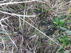 Dysschema centenaria