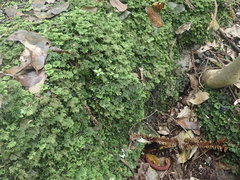 Hypopterygium didictyon