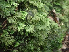 Hypopterygium didictyon