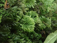 Hypopterygium didictyon