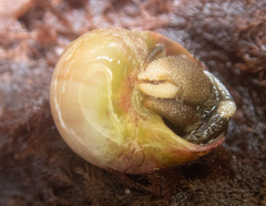 Margarites helicinus