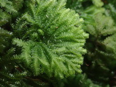 Hypopterygium didictyon