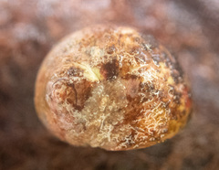 Margarites helicinus