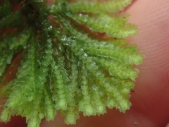 Hypopterygium didictyon