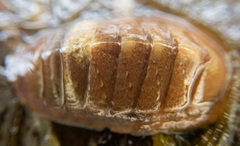 Lepidozona interstincta