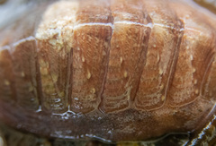 Lepidozona interstincta