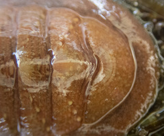 Lepidozona interstincta