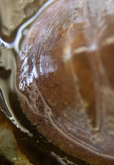 Lepidozona interstincta