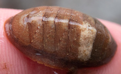 Lepidozona interstincta