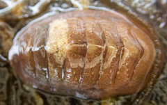 Lepidozona interstincta