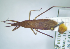 Pygolampis bidentata
