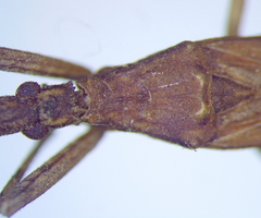 Pygolampis bidentata