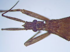 Pygolampis bidentata