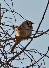 Passer domesticus