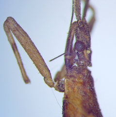 Pygolampis bidentata