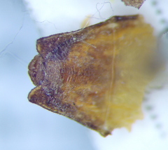 Pygolampis bidentata