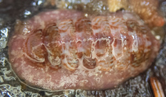 Boreochiton beringensis
