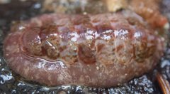 Boreochiton beringensis
