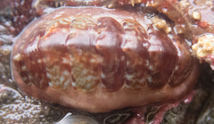 Boreochiton beringensis