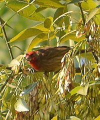 Haemorhous mexicanus