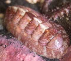 Boreochiton beringensis