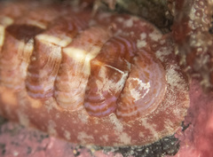 Boreochiton beringensis