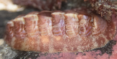 Boreochiton beringensis