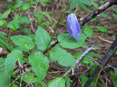 Clematis occidentalis grosseserrata