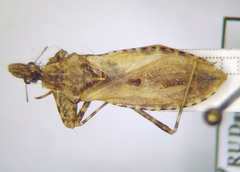 Oncocephalus brachymerus