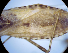 Oncocephalus brachymerus