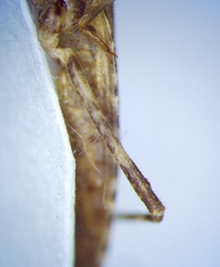 Oncocephalus brachymerus