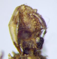 Oncocephalus brachymerus