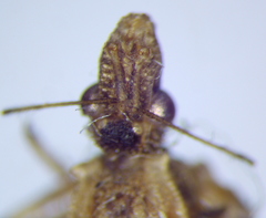 Oncocephalus brachymerus