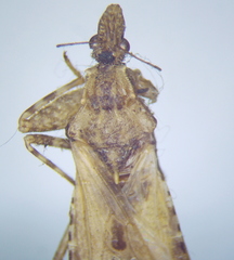 Oncocephalus brachymerus