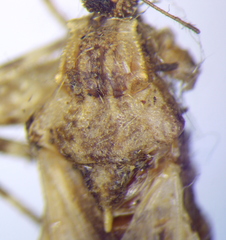 Oncocephalus brachymerus