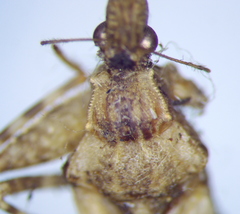 Oncocephalus brachymerus