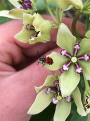 Pelonides quadripunctata
