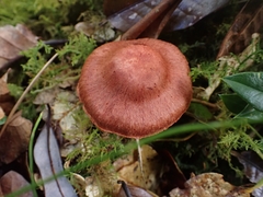 Cortinarius quercoarmillatus