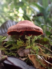 Cortinarius quercoarmillatus