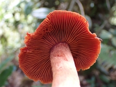 Cortinarius quercoarmillatus