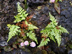 Asplenium obovatum lanceolatum