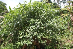 Ficus exasperata