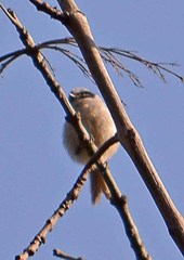Psaltriparus minimus