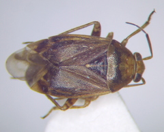 Agnocoris rubicundus